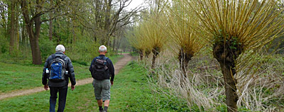 Knotwilgen langs de Dommel