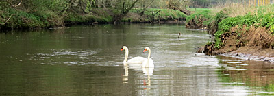 Zwanen in de Dommel