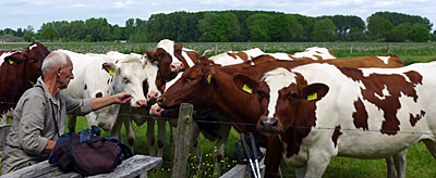 Jan met de koeien