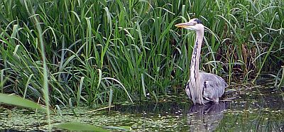 De eerste reiger