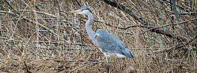 Blauwe reiger