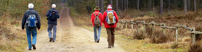 Mooie bossen