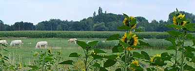 Zonnebloemen bij de Abeek