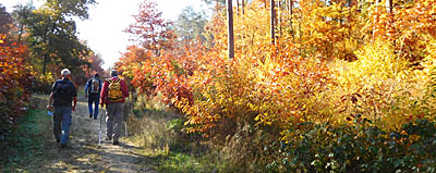 Mooie kleuren in het bos