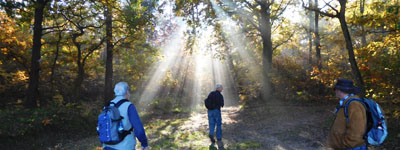 Zonnestralen in het bos