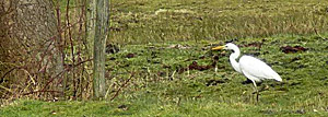 Onze witte reiger