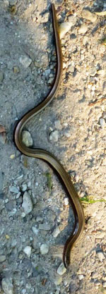Hazelworm